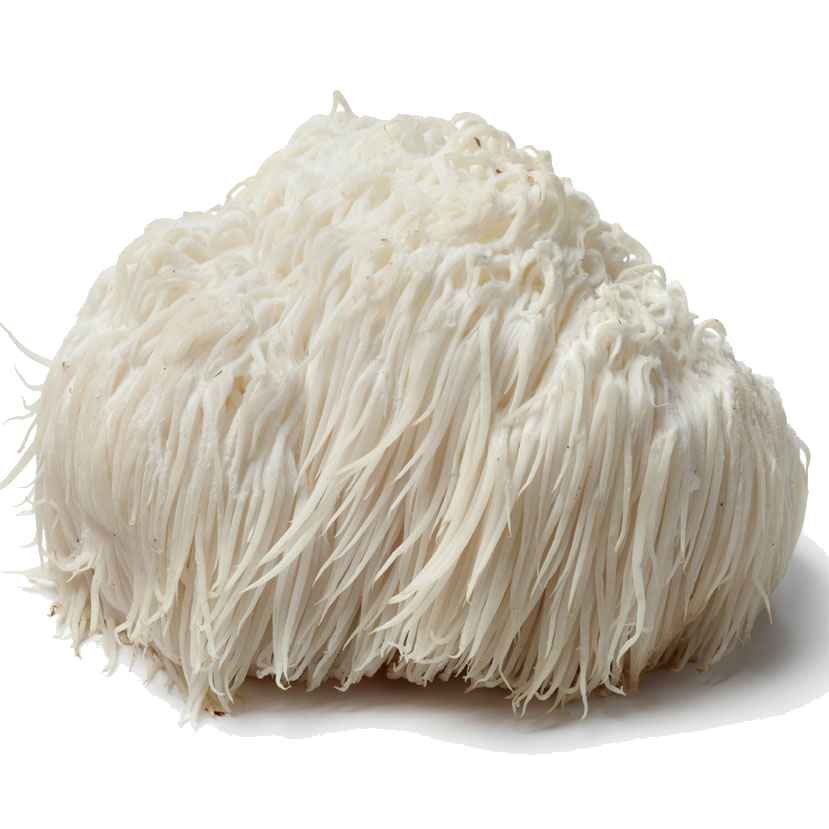 Mushroom Remedy - Lion's Mane