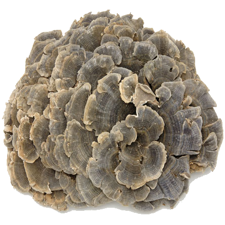 Turkey Tail mushroom