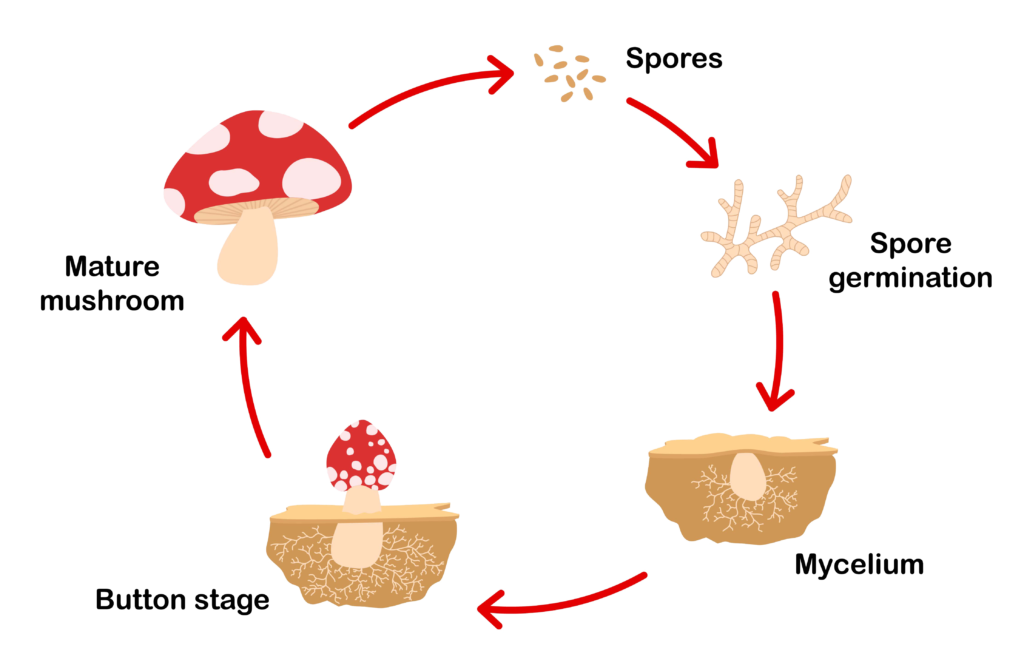 Mushroom Remedy Mushroom Remedy the Best of Nature We Make the