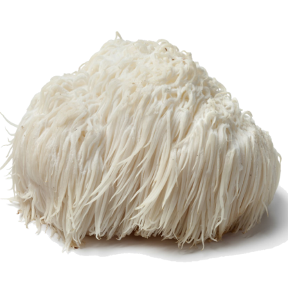 mushroom_remedy_lions_mane Mushroom Remedy - Lion's Mane