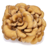 Mushroom Remedy - maitake