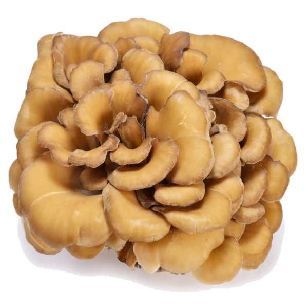 ProLiver & Pancreas Mushroom Remedy