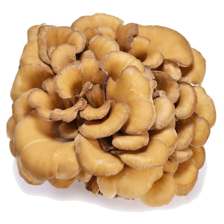 ProLiver & Pancreas Mushroom Remedy