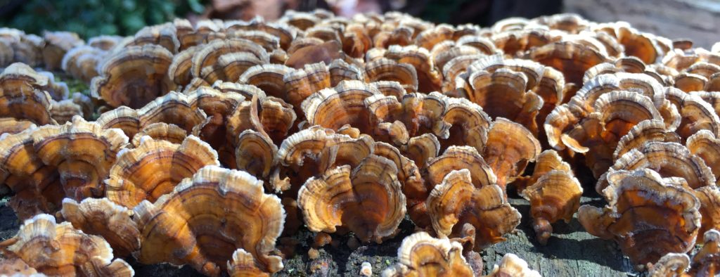 mushroom remedy - turkey tail mushrooms